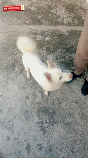 Funny Dogs 😂 हँसी रोक पाना मुश्किल #lifeofbruno #funny #shorts