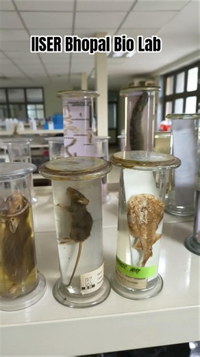 IISER Bhopal biology lab tour. Campus tour.#studentlife #lab #lablife #biology #science #iiserb #fyp