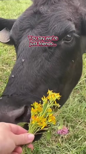 🤪 #farmlife #homestead #beef #tallow #cows | cow