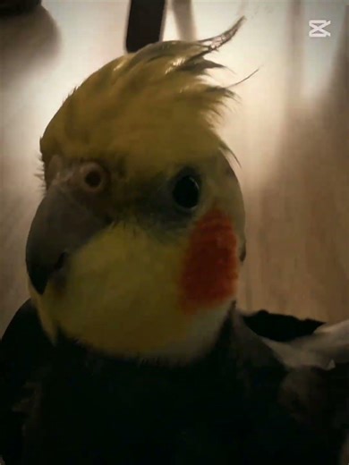 Tommy😏 #birds #cockapoo #cockatiel #edit #parrot #trending #cute #pets #animals #funny