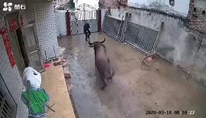 Un buffle échappe à l'abattoir et encorne son propriétaire