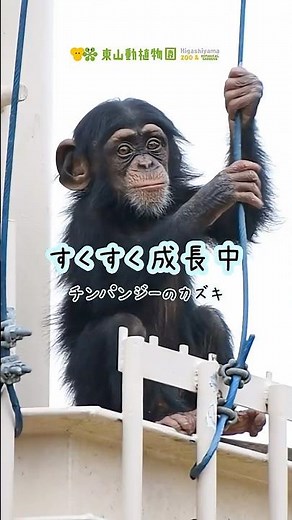 【東山動植物園公式】カズキすくすく成長中《 チンパンジー 》# サルの赤ちゃん