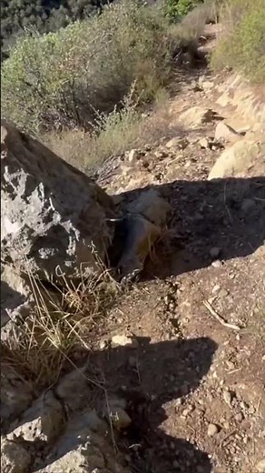 Fossil Shells #geology #naturalhistory #santabarbara