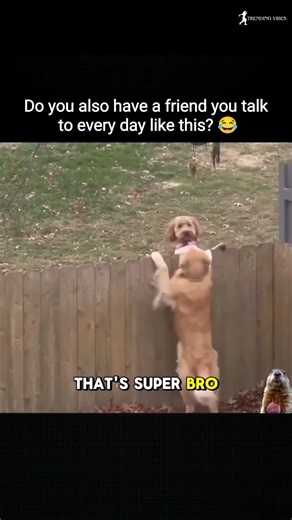 💚Do You Also Have a Friend Like This? 😂 #trending #viralvideo #funnydog #memevideo #shorts