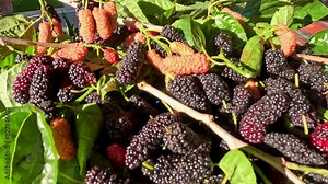 Fresh mulberry or murbei (Morus alba), with green leaves. The fruits of this type of fruit are sweet and slightly sour.
