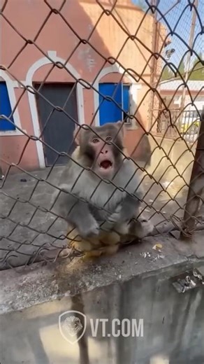 Angry Monkeys Compilation 🐒😡🔥