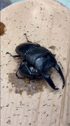 Beetle mating time🫣 #beetle #insects #scarab #甲蟲 #animals #bug #nature