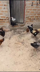 5.2K views · 75 reactions | Part 2 of my home visit in Choma: Access to clean water has become a challenge. Our taps have been dry for over a year, so we rely on fetching water from our neighbor's house. In this vlog, I bought sour milk, did some house chores, and enjoyed nshima with village chicken. Watch and enjoy! #Choma #2024viralvideo #nshima #Zambia #marthanshimbi | Martha Nshimbi | Facebook