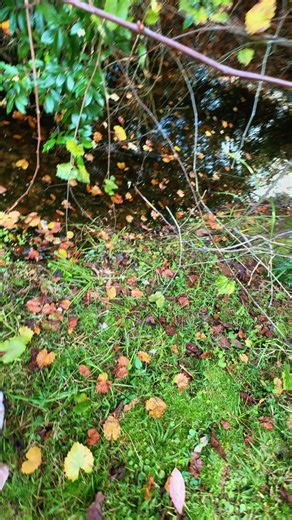 mep_glepglorp (@mep_glepglorp)’s videos with the fairy - Ophelia Wilde