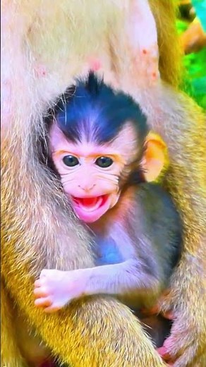 Oh tiny monkey baby crying hungry milk #shortvideo #monkey