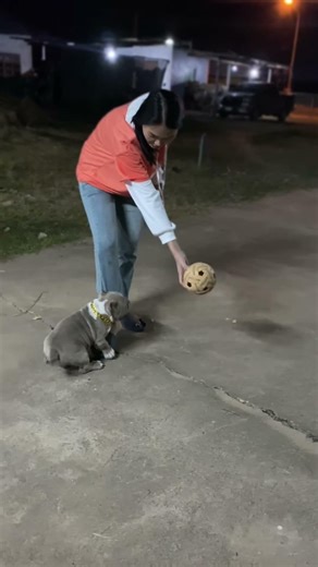 ไม่สนใจอะไรเลย🥴🐶 #puppy #dogs #pets #funnydogs