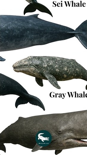 Seven giants. Seven completely different personalities 🌊🐋Which Whale Steals the Show?