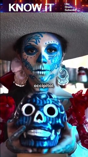 What is the Human Skull made of? 💀