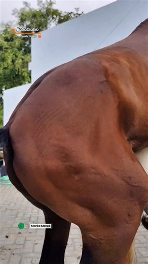 Marko Marok on Instagram: "BabaDiablo #kuda #fyp"