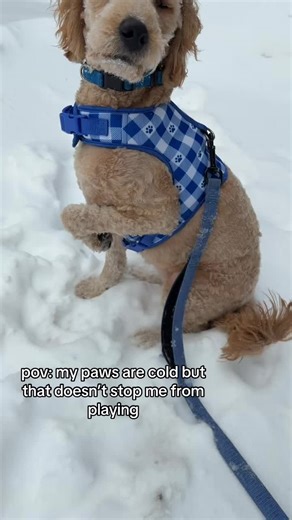 Our pups LOVE the snow. We got snow in our shoes today. We couldn’t feel our feet lol #shibainu #dogtok #labradoodle #blizzard #fyp