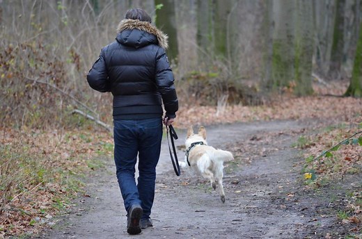 Mon Chien Court Après Les Chats : Comment L'arrêter