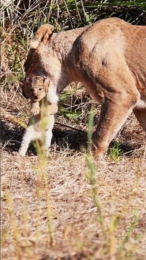 Lion Cub Cries Out for Mom's Attention