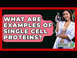 What Are Examples Of Single Cell Proteins? - Biology For Everyone
