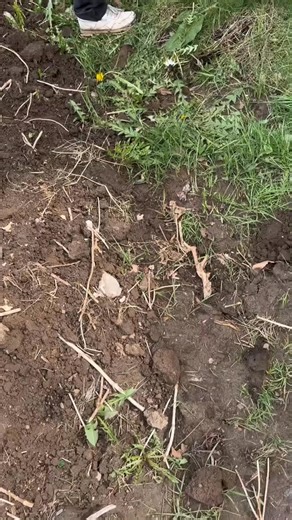 dropping by on a normal day at the goblin hut | Hector Clark