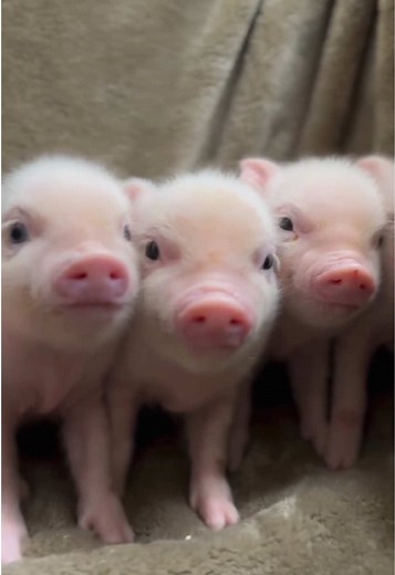 Lovely Pig: The Cutest Moments of Adorable Pigs
