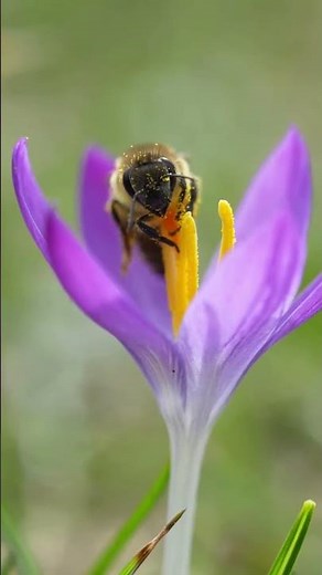 This Is How Bees Find Flowers From Miles Away!