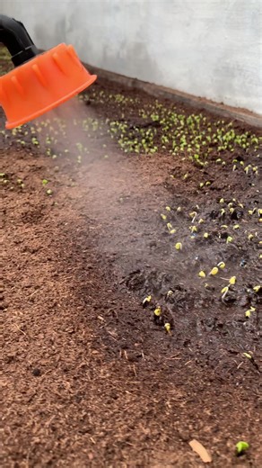 #Степанович✌️ #капуста#