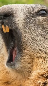 GroundHog Trapping UPDATE 🪤 #Trap #groundhog | Kendall Gray Outdoors