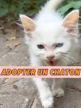 Adopt a cute kitten #animals #heal #cat