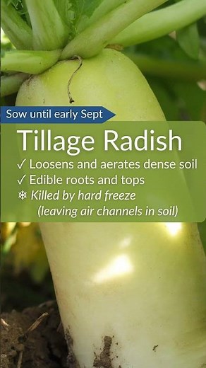 10 Great Fall Cover Crops