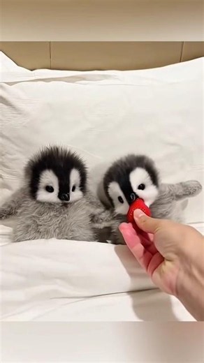 Penguin #facts #shortvideo