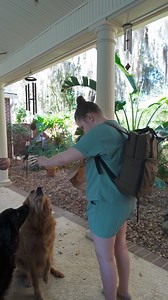 Loving Abbie’s vocational program and how they work om different skills. This day they made peanut butter pumpkin dog treats. I think it’s safe to say Maverick and Sandy enjoyed them. #loveneedsnowords #autismawareness #vocationalschool #dogtreats #homemade #goldenretriever #flatcoatedretriever | Pots, Pans, and Priscilla