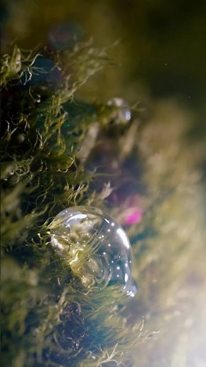 What Really Happens When Water Boils? #science #sciencefacts