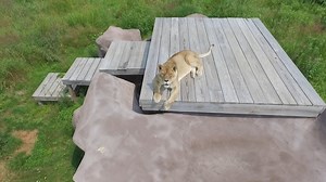 10K views · 1.2K reactions | Need a moment of zen today? Then watch this drone footage of lioness Shanti Deva being the queen of her cave last summer. And you get a sneak peak at aerial footage of the entire sanctuary. Hopefully, she will continue to feel good enough to move back down to a free-roaming habitat this month next to Chupino in Pride Prairie. Your support provides free-roaming, natural habitats to our rescued residents. | Wildcat Sanctuary | Facebook