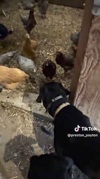 🐾 Take control without the stress. This smart dog training collar is built for serious results: ✅ One remote controls two collars ✅ Adjustable for each dog ✅ Waterproof & works up to 4200 feet ✅ Beep. Vibrate. Shock — use what works best Whether you’re teaching boundaries or stopping bad habits, this collar is simple, effective, and built for real training. Train smarter, not harder. 🐕💥 #DogTrainingTools #SmartPetGear #OffLeashTraining #GoodDogVibes #TrainDon’tComplain