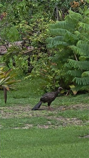 Jacun, wunderschöner großer Vogel Brasilien