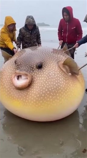 #Funny Explosion: Baby Penguins Spill Out of a Pufferfish!