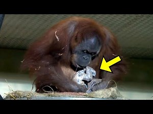 Orangutan Gives Birth, But What She Did Next Surprised Everyone!