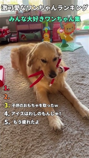 予想の斜め上を行く！面白すぎるハプニングを連発するワンコ集