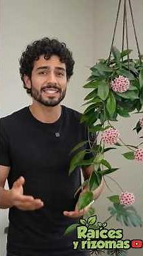 20 Secrets for a Strong and Flowering Hoya Plant #hoya #waxplant #gardening
