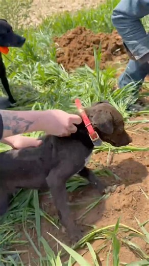 Wow freaking amazing, dog dives into the ground head first for a ground #trending #shorts #youtube