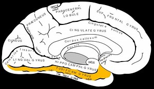 Fusiform gyrus - Alchetron, The Free Social Encyclopedia