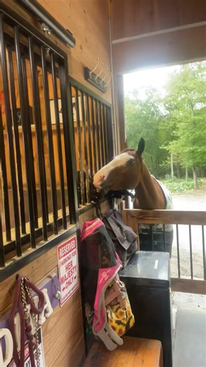 Levi likes to push Divas buttons and oops #horse #cutebaby #lmao... #oop | bradfordstables