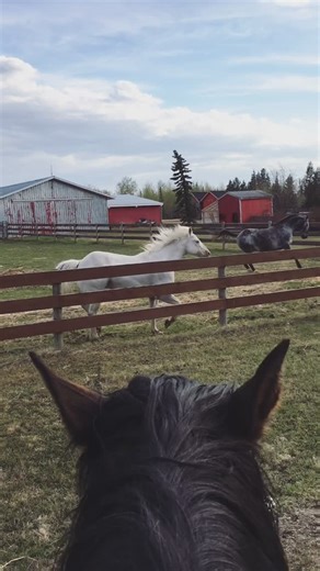 Madeline on Instagram: "I’ll forever miss my boys and the adventures they took me on. Can only hope to find a good string of horses again like Brigan and whitey and Fergus."