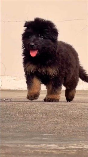 📞 8810623046 Long coat German Shepherd available for booking 🐶 strong bloodline trained family guard