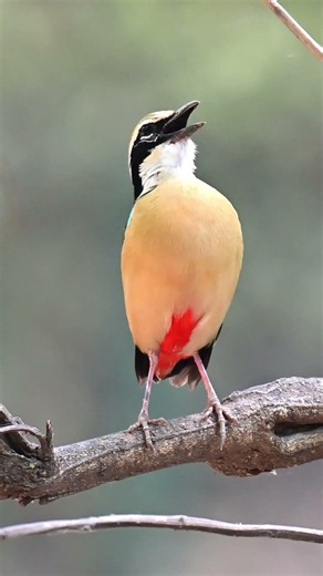 Indian Pitta