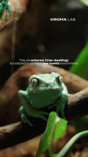 Kroma Lab Indonesia on Instagram: "Phyllomedusa sauvagii coats itself in a natural wax to stay hydrated under the sun — a really unique way to adapt in harsh conditions for an amphibian Its skin secretions contain unique bioactive peptides. Some of these peptides are found in related species used in traditional Amazonian kambô rituals, known for causing intense physiological and sometimes hallucinogenic-like effects when applied to human skin. Would you ever keep this unique amphibian?"