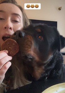 Homemade Chocolate Chip Cookies for Dogs