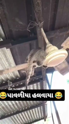 #viral #funny #comedy #ytshorts #ai #animation #cat #animals #feedshorts #shorts