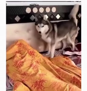Wakey Wakey! | Northern Exposure Siberian Husky Rescue