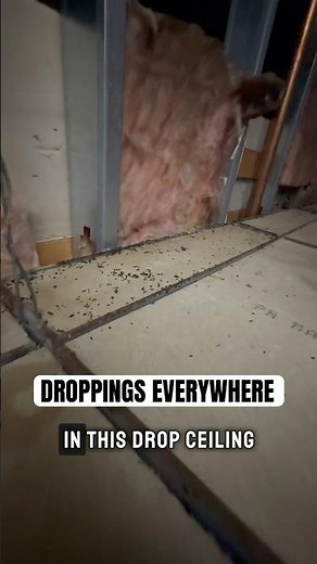 Massive Mouse Activity Above Ceiling Tile | Droppings Everywhere
